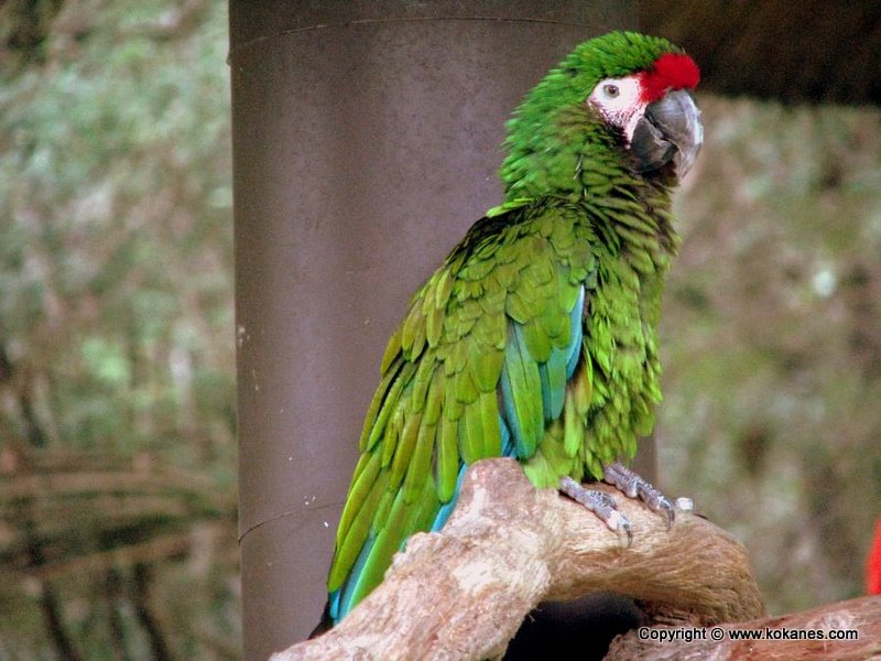 Military Macaw